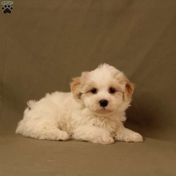 Queen, Maltipoo Puppy